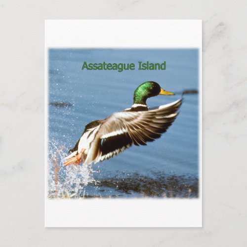 Assateague Island Mallard Duck Logo Postcard