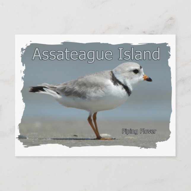 Assateague Island Piping Plover Postcard (Front)