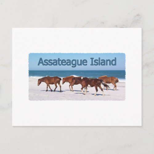 Assateague Island ponies on beach logo Postcard