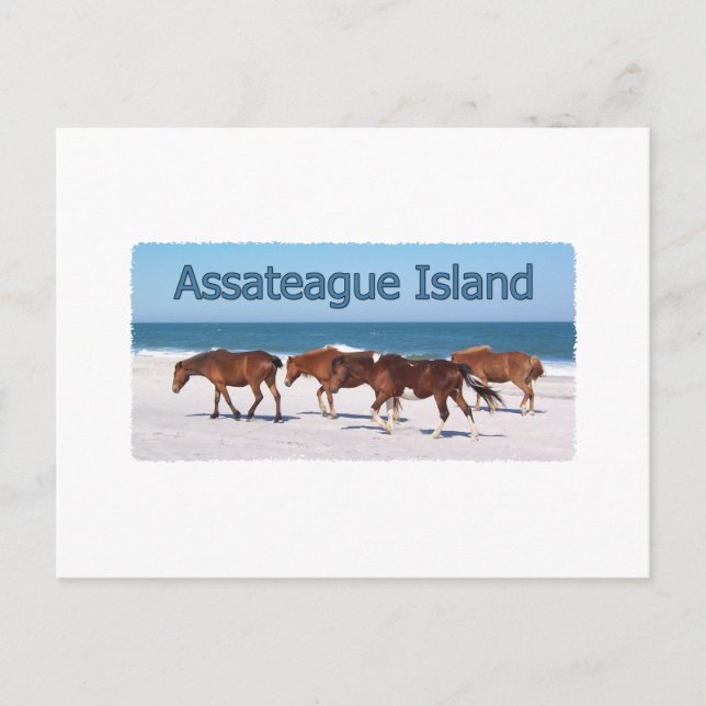 Assateague Island (ponies on beach logo) Postcard (Front)