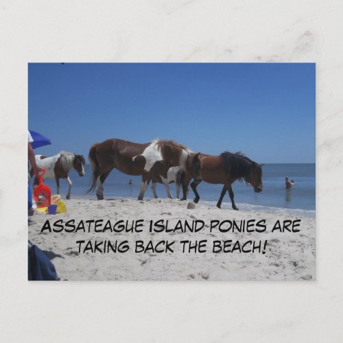 Assateague Island Ponies Take Back Beach Postcard