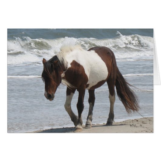 Assateague Island Pony Cards (Front Horizontal)