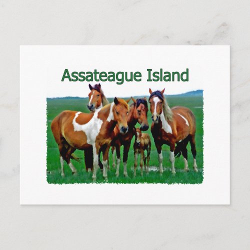 Assateague Island pony family Postcard