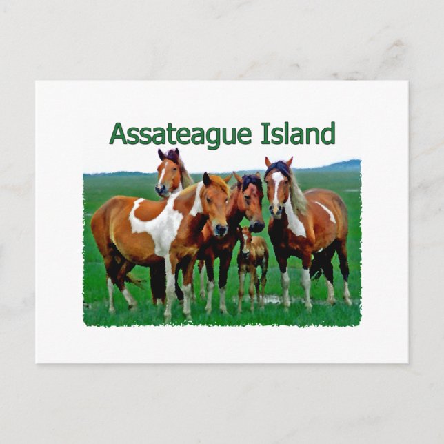 Assateague Island (pony family) Postcard (Front)