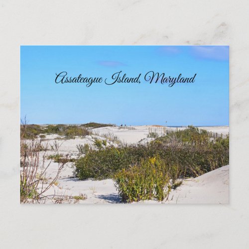 Assateague Island Postcard