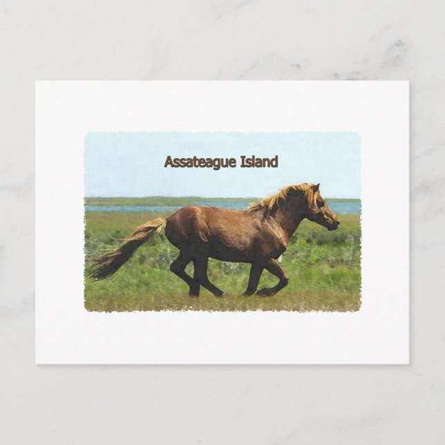 Assateague Island (running stallion logo) Postcard (Front)