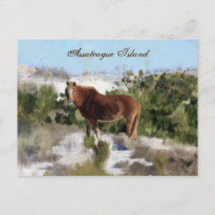 Assateague Island Wild Horse Postcard