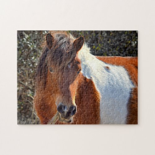 Assateague Pinto Mare Ms Macky Jigsaw Puzzle