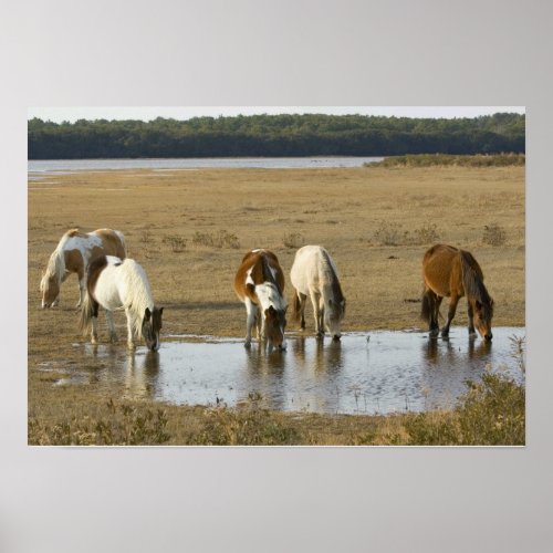 Assateague Ponies Poster