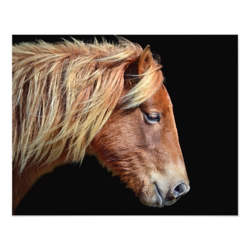 Assateague Pony Portrait on Black Photo Print