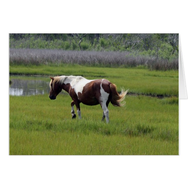 Assateague Wild Horse Cards (Front Horizontal)