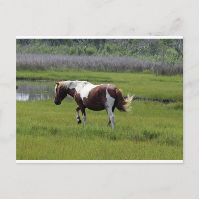 Assateague Wild Horse Postcard (Front)