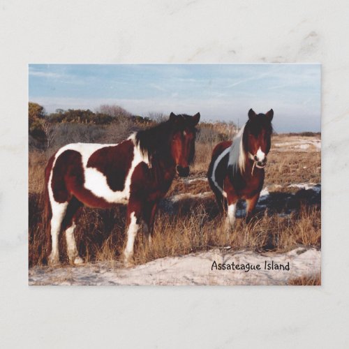 Assateague Wild Horses 2 _ Postcard