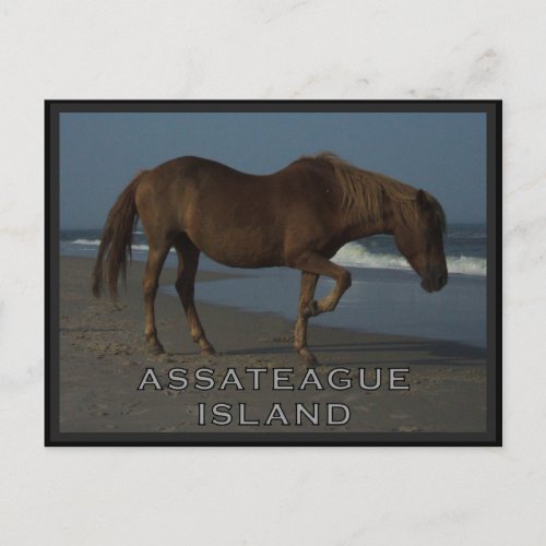 Assay Wild Horses 1 Postcard