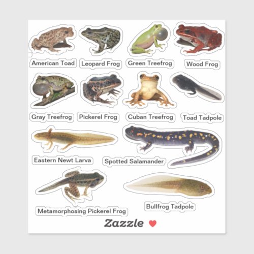 Assorted Amphibians Vinyl Stickers