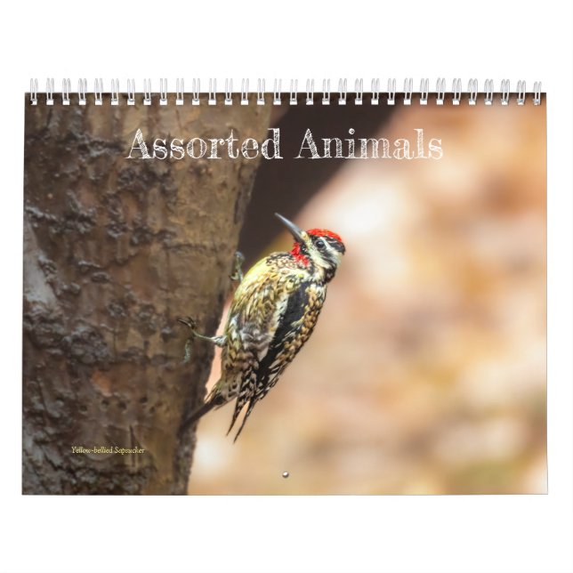 Assorted Animals Calendar (Cover)