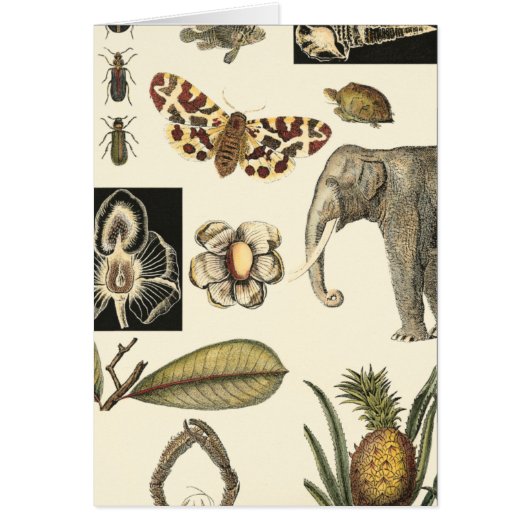 Assorted Animals Painted on Cream Background Cards (Front)