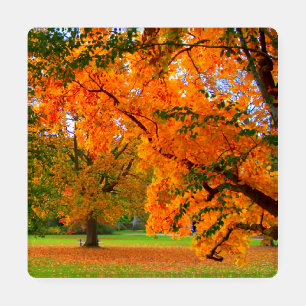 Assorted Autumn Coaster Set