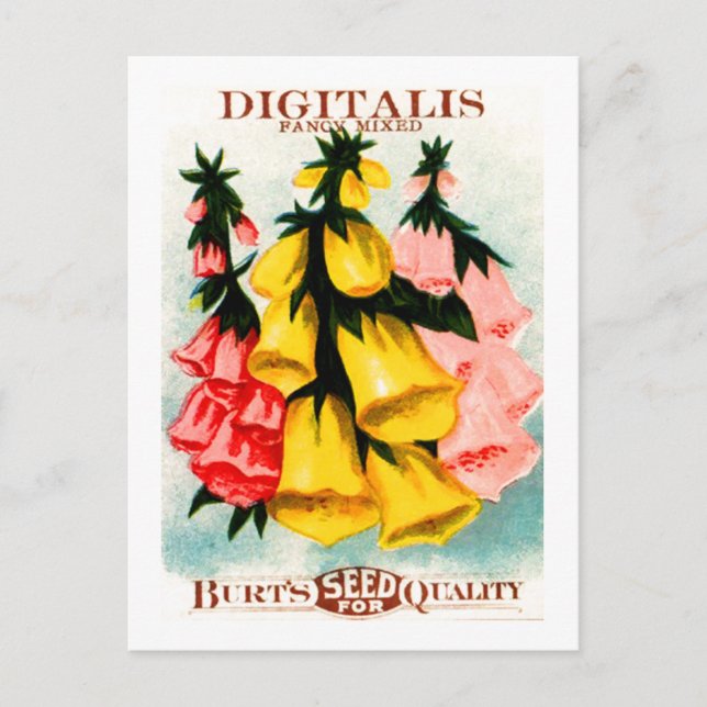 Assorted Digitalis Foxglove Seed Packet Postcard (Front)