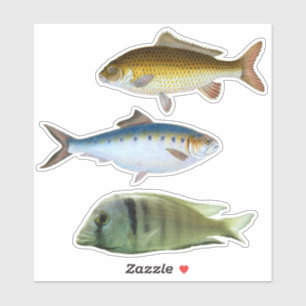 Assorted Fish Sticker