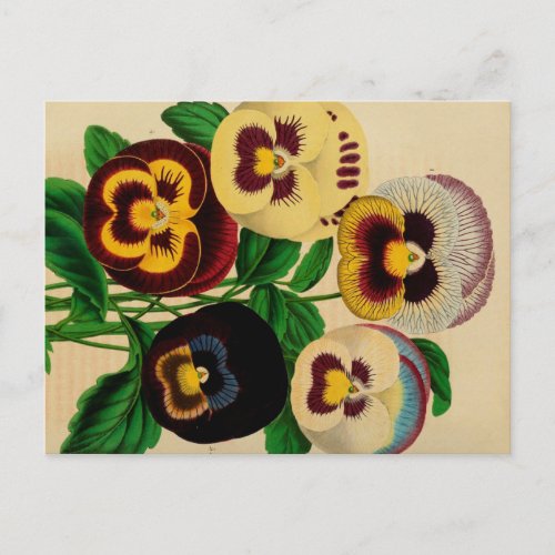 Assorted Pansies Vintage Drawing Postcard