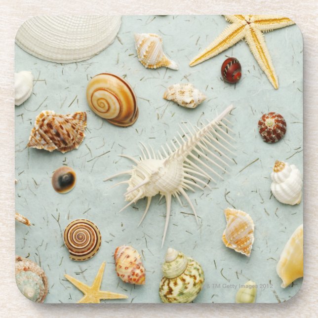 Assorted seashells on blue background coaster (Front)