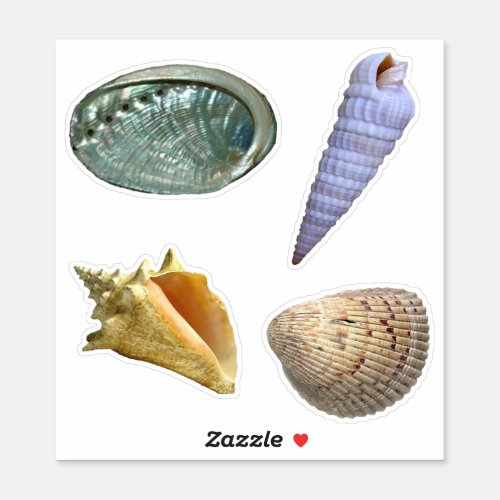 Assorted Seashells Sticker