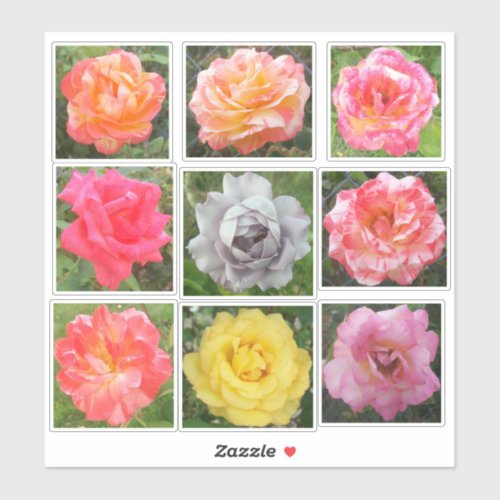 Assorted Solid  Variegated Rose Photos Sticker