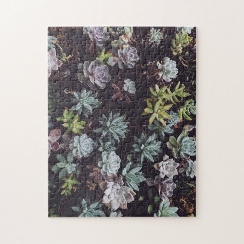 Assortment of Small Succulent Plants Jigsaw Puzzle