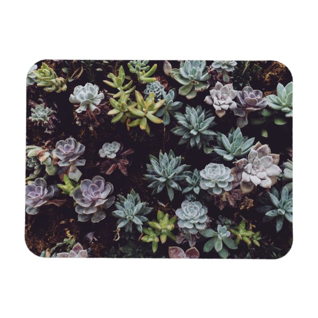 Assortment of Small Succulent Plants Magnet (Horizontal)