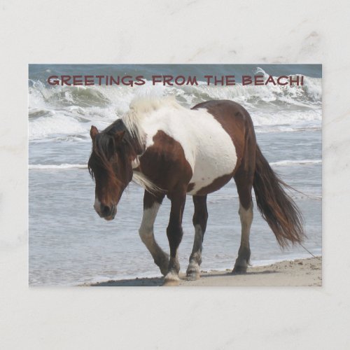 Assteague Island Pony Postcard