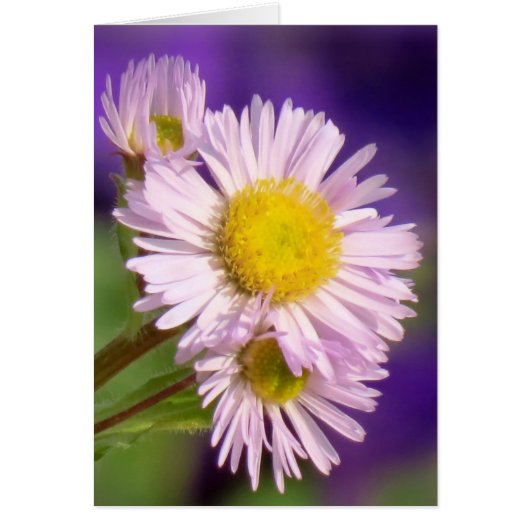 Aster Daisies Cards (Front)