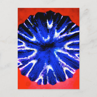 Aster Flower Art Postcard