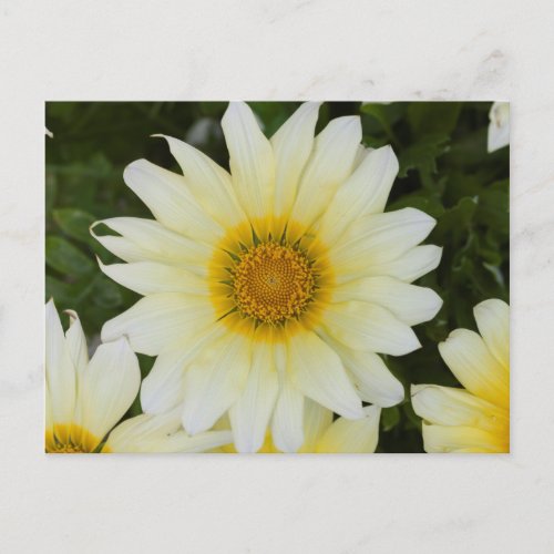 aster flower in the garden postcard