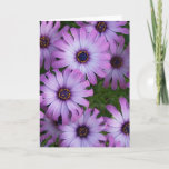 Aster Flowers Greeting Card