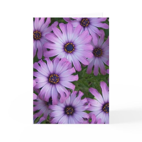 Aster Flowers Greeting Card