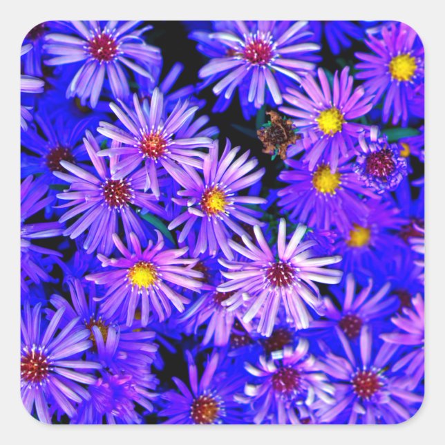 Aster Garden in Full Bloom Square Sticker (Front)
