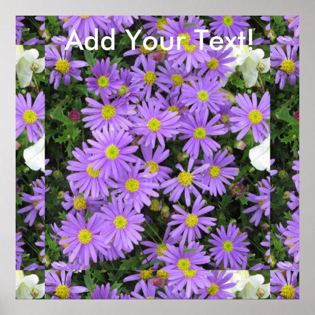 Aster Purple Yellow Green Poster (Front)