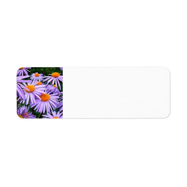 aster-tongolensis-57764 Aster Tongolensis, nature, Label (Front)