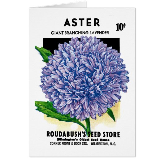 Aster Vintage Seed Packet Cards (Front)