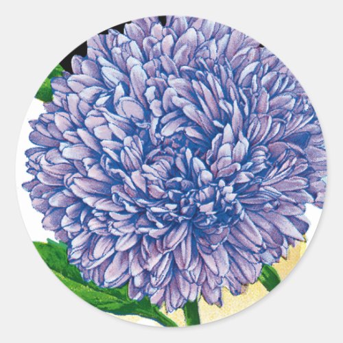 Aster Vintage Seed Packet Classic Round Sticker