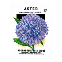 Aster Vintage Seed Packet