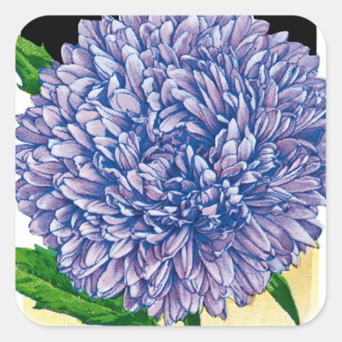 Aster Vintage Seed Packet Square Sticker
