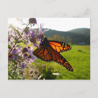 Aster Visitor Postcard