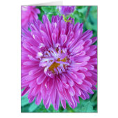 Aster with Crab Spider (Front)