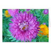 Aster with Crab Spider (Front Horizontal)