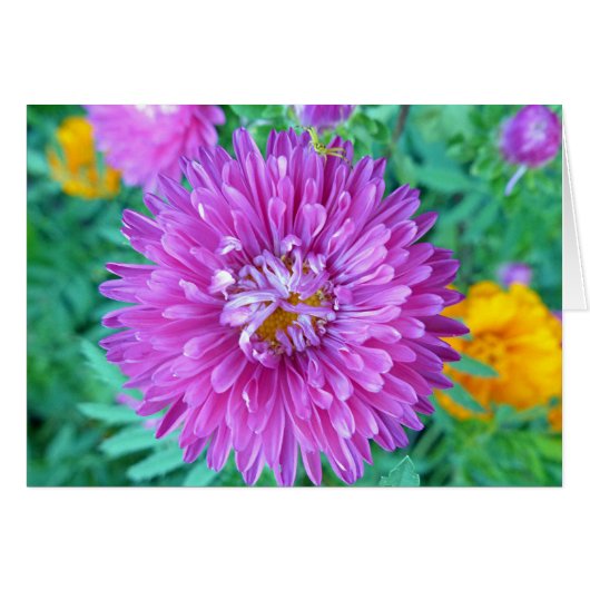 Aster with Crab Spider (Front Horizontal)
