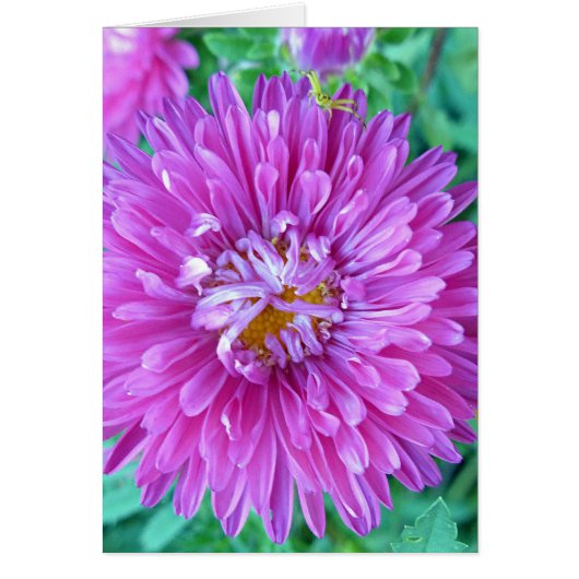 Aster with Crab Spider Cards (Front)