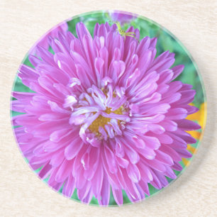 Aster with Crab Spider Drink Coaster