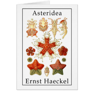 Asteridea by Ernst Haeckel Cards